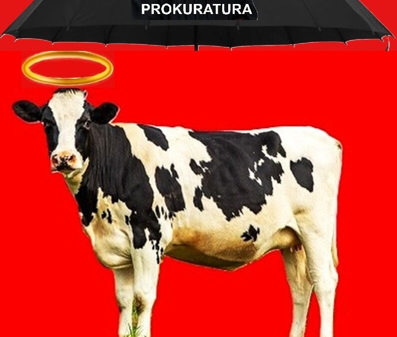 Święte krowy w Polsce – prokuratura robi „jaja austriackie po wiedeńsku”