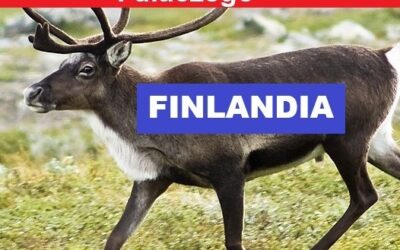 Jak Polacy są okradani i dlaczego FINLANDIA jest lepsza od ŻUBRÓWKI